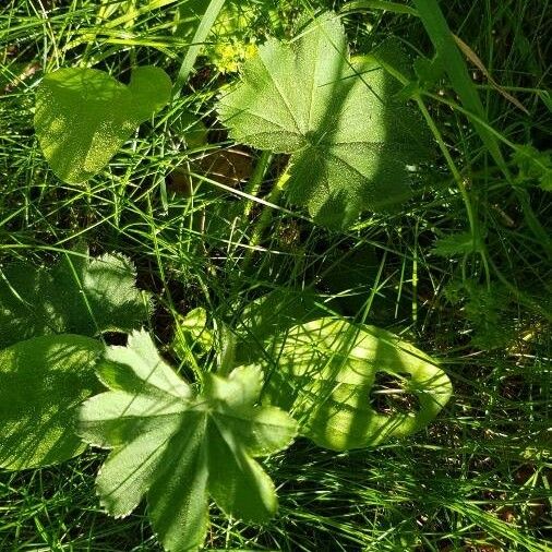 Alchemilla acutiloba Folio