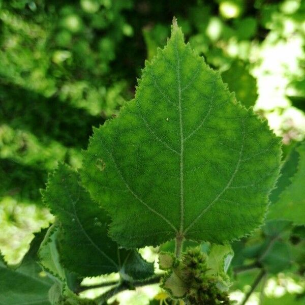 Triumfetta semitriloba Leaf