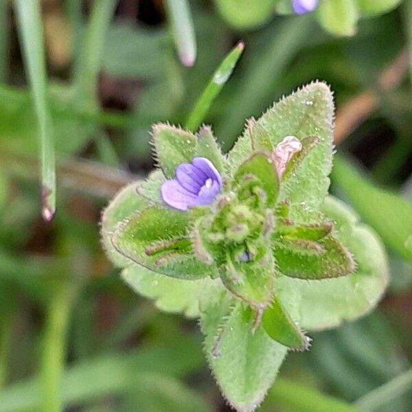 Veronica arvensis Λουλούδι