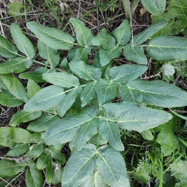 Opopanax chironium পাতা