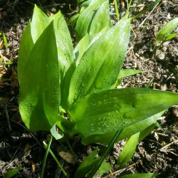 Allium ursinum برگ