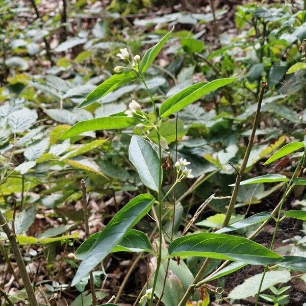 Vincetoxicum hirundinaria Flor