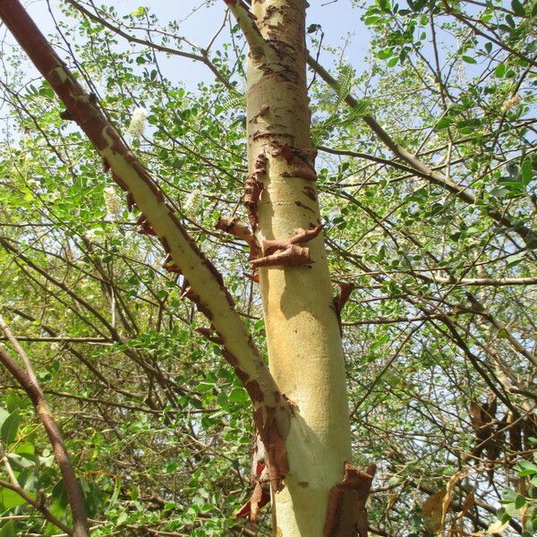 Eucalyptus alba Bark