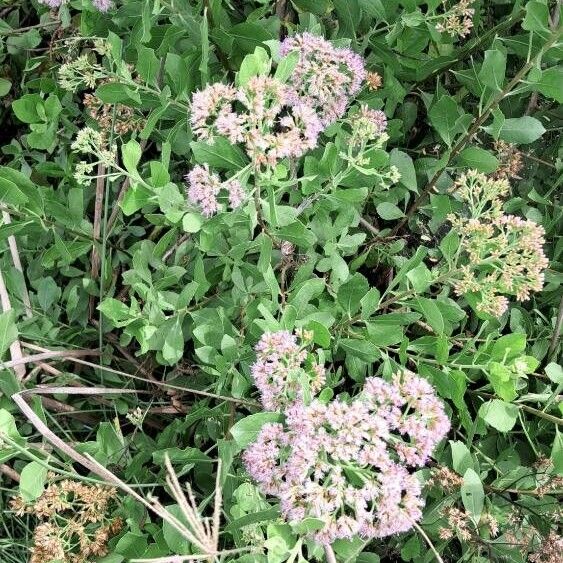 Pluchea indica Flors