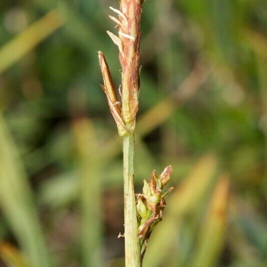 Carex vaginata Bark