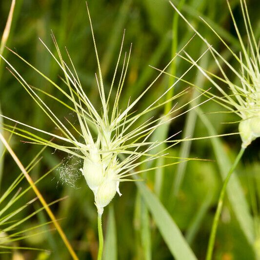 Aegilops geniculata Плід