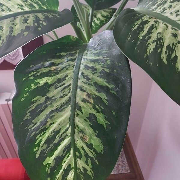 Dieffenbachia seguine Φύλλο