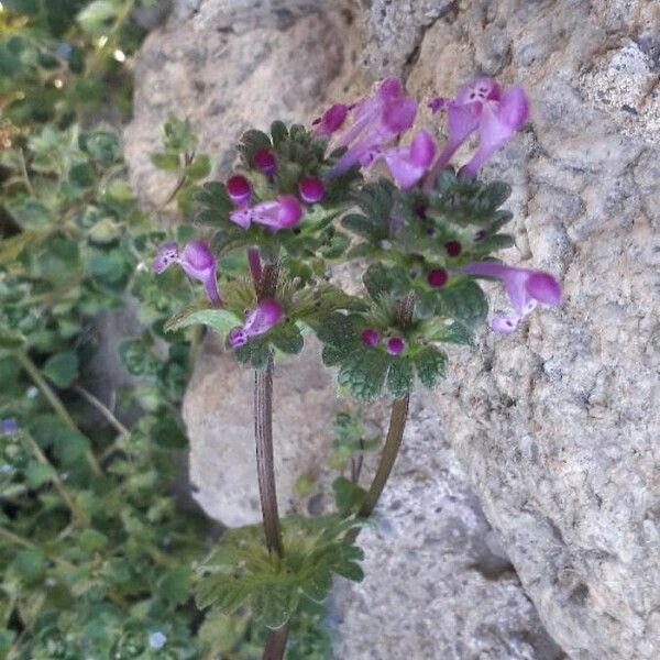 Lamium amplexicaule Flor