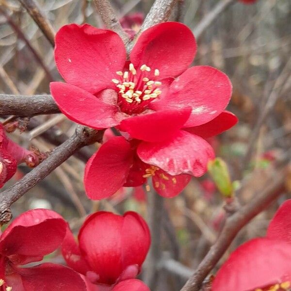 Chaenomeles × superba Flors