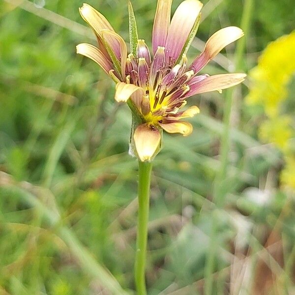 Tragopogon crocifolius Flower