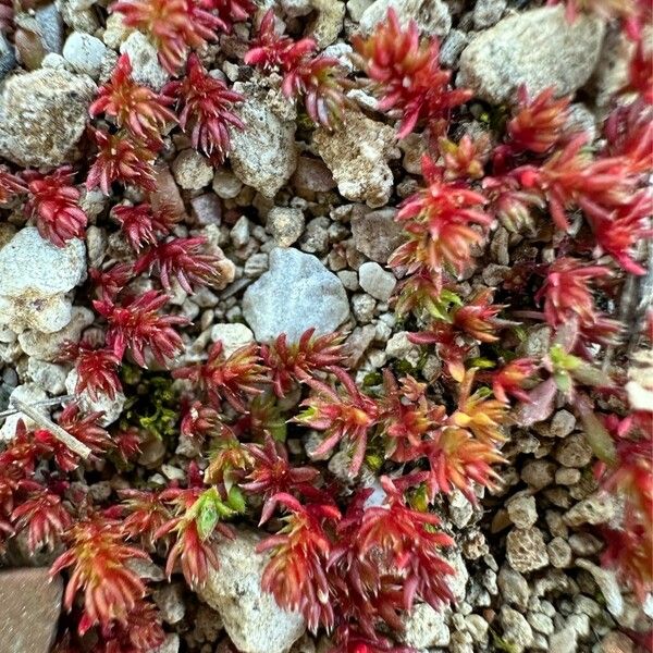 Crassula tillaea ᱥᱟᱠᱟᱢ