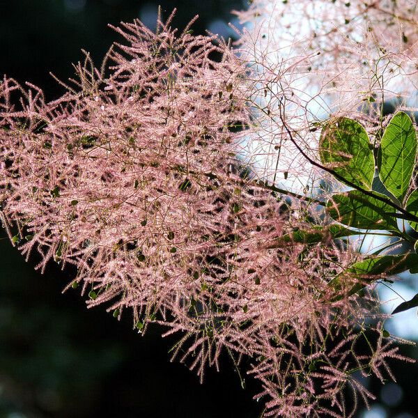 Cotinus coggygria Flower