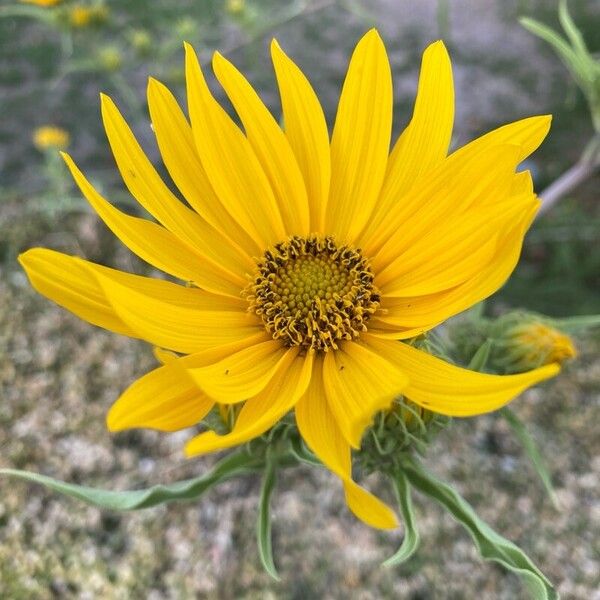 Helianthus maximiliani Цвят