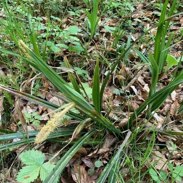Carex distans Flor
