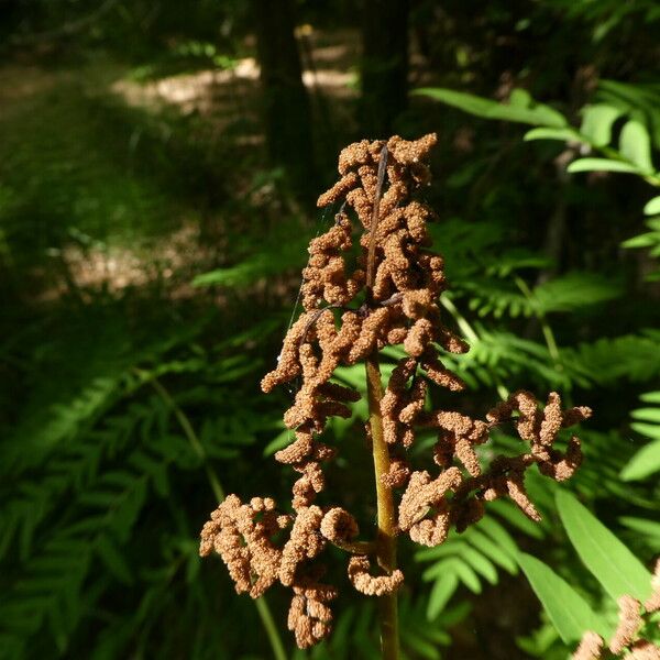 Osmunda regalis Bark