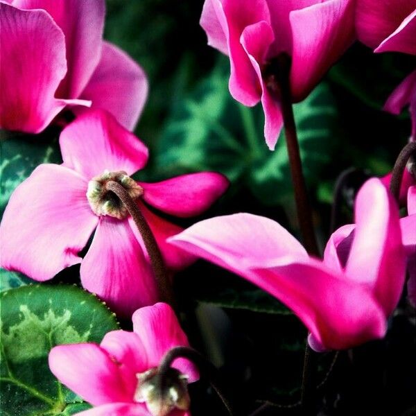 Cyclamen persicum Çiçek