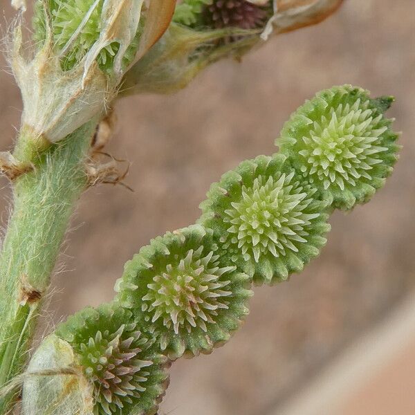 Sulla coronaria Fruto