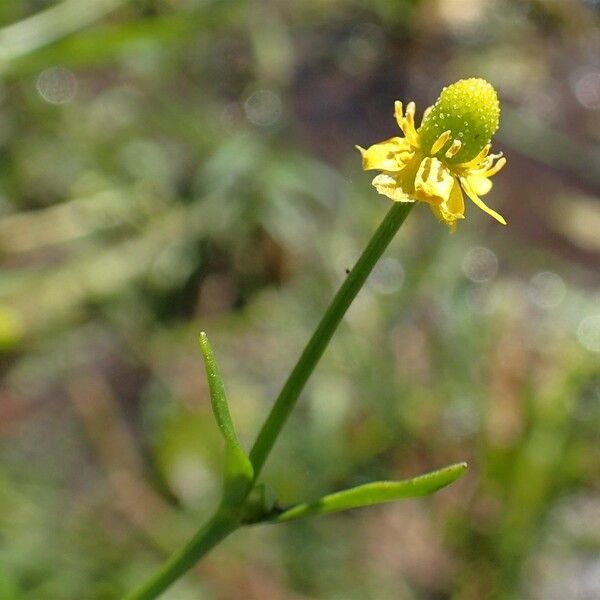 Ranunculus sceleratus Habitus