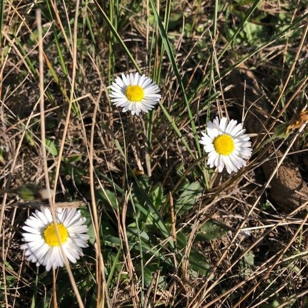 Bellis sylvestris Flower