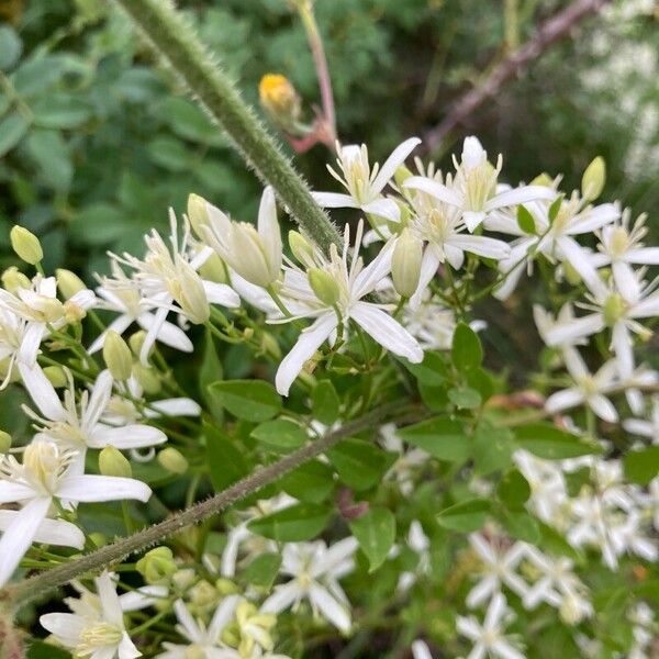 Clematis flammula Flower