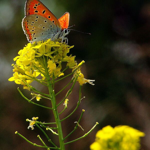 Sisymbrium loeselii Flors