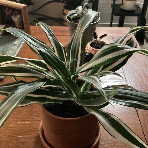 Dracaena fragrans Blad