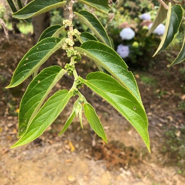 Trema micranthum Leaf