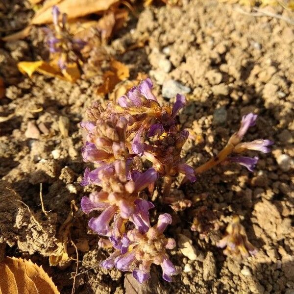 Orobanche cernua Flower