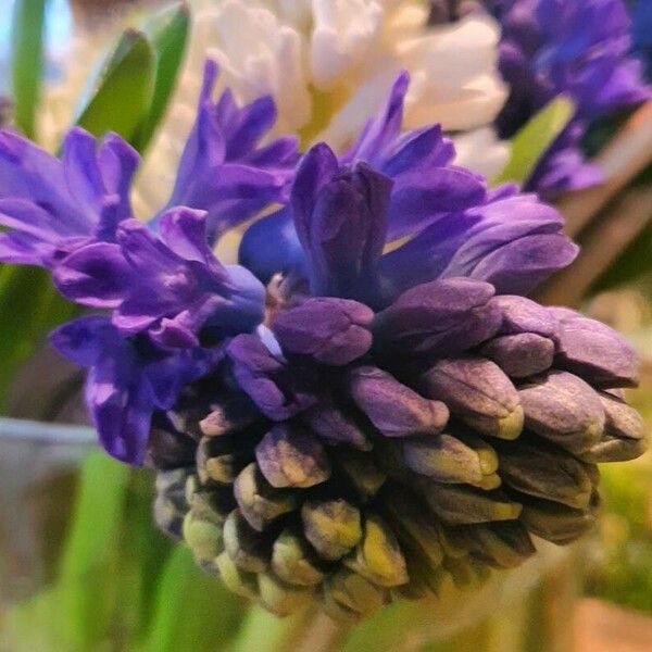 Hyacinthus orientalis Blomst