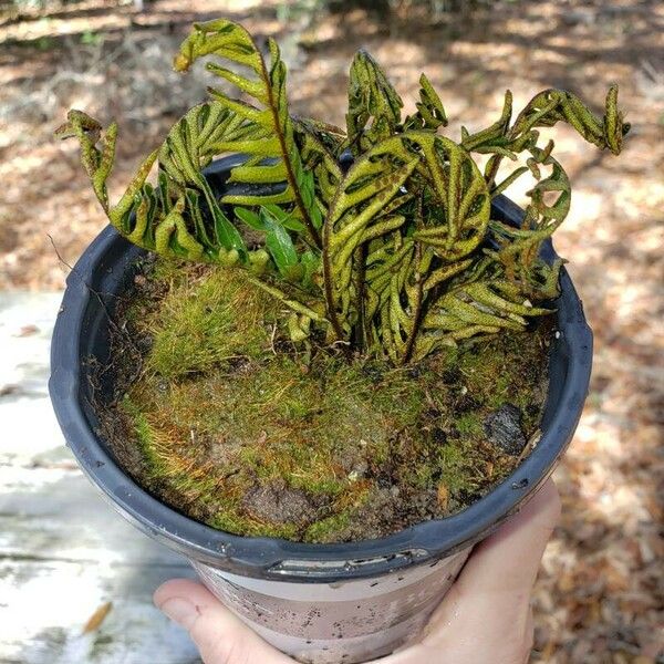 Pleopeltis polypodioides Blad