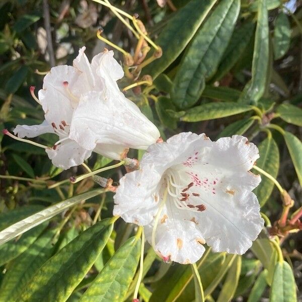 Rhododendron arboreum ᱵᱟᱦᱟ
