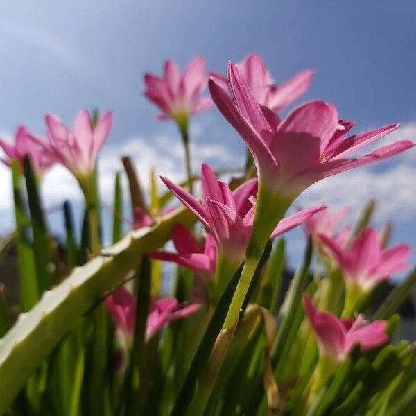 Zephyranthes rosea Floare