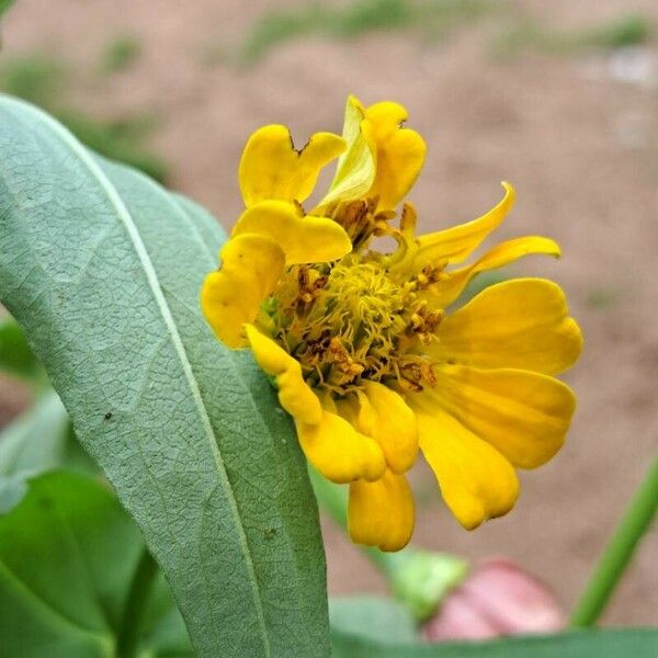 Zinnia peruviana Květ