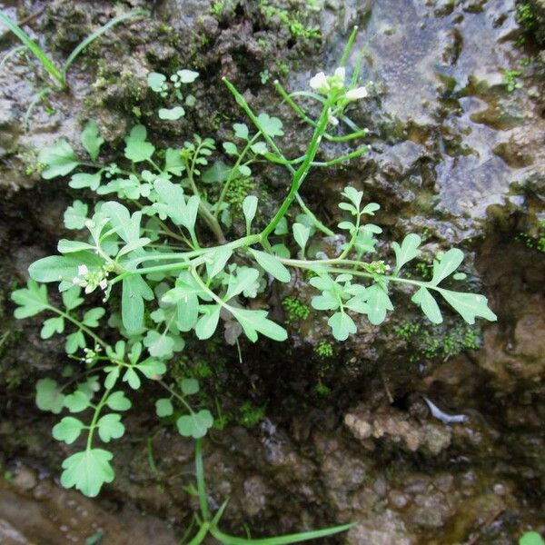 Cardamine bonariensis Habitus