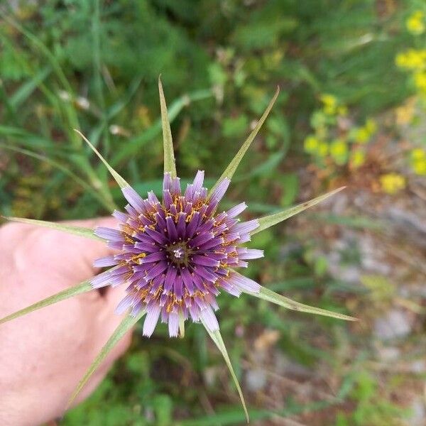 Tragopogon porrifolius 花