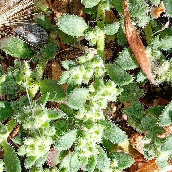 Herniaria hirsuta Leaf