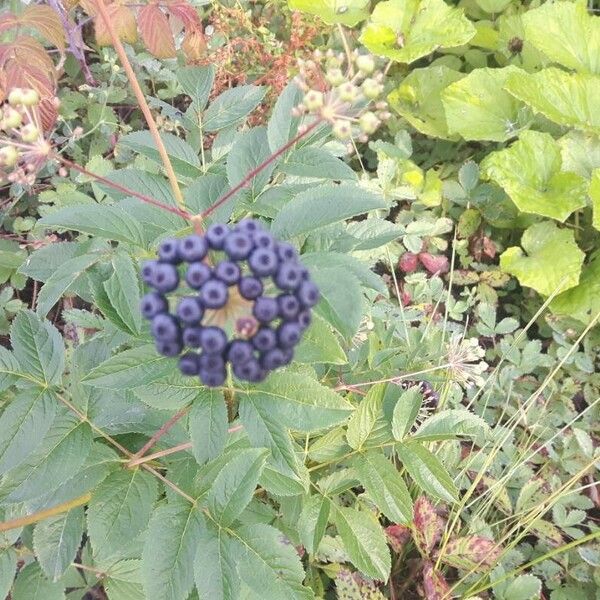 Aralia hispida Flower