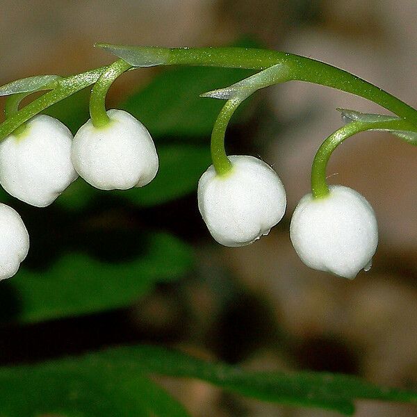 Convallaria majalis Flower