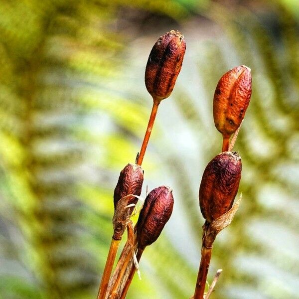 Iris sibirica Fruit