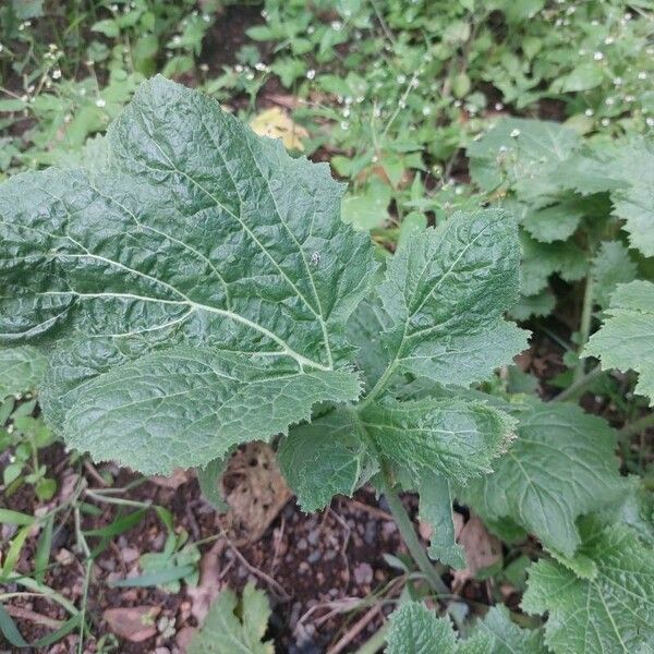 Brassica juncea Blad