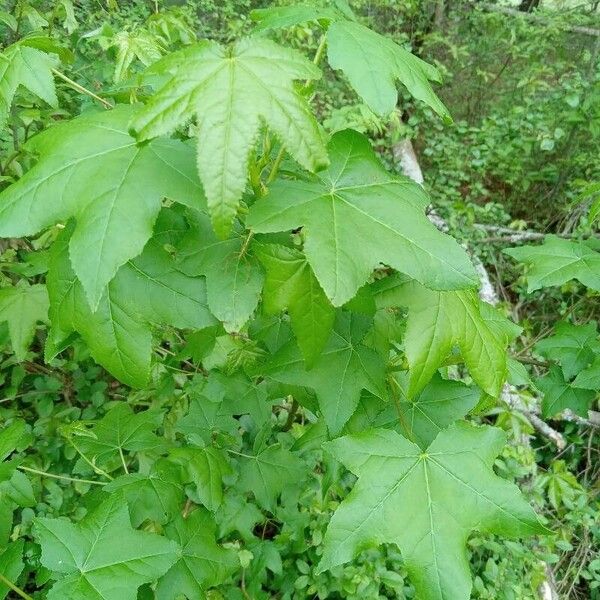 Liquidambar styraciflua পাতা