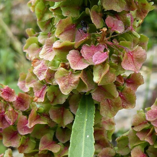 Rumex crispus Кветка