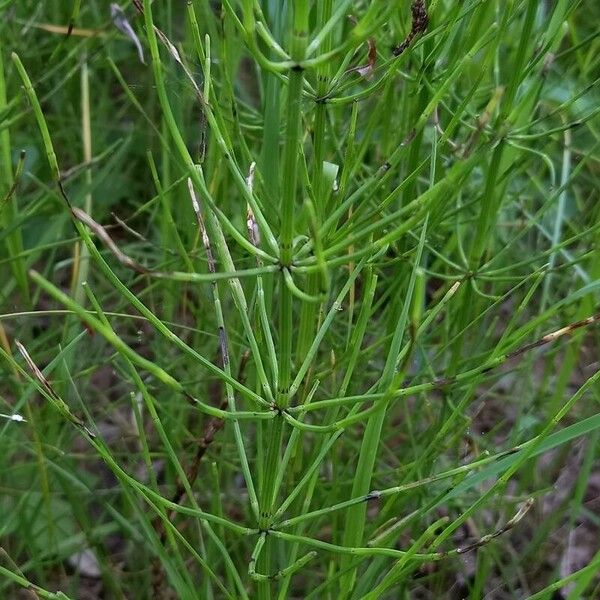 Equisetum palustre পাতা