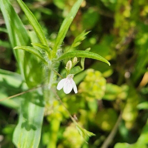 Justicia calyculata പുഷ്പം