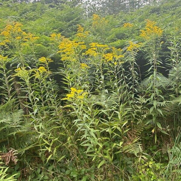 Solidago canadensis ফুল