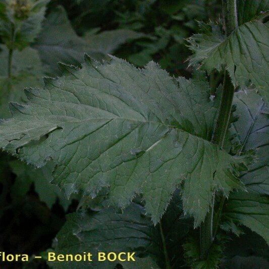 Cirsium carniolicum Blatt