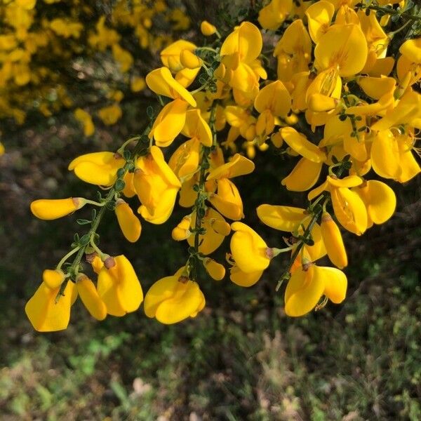 Cytisus striatus Õis