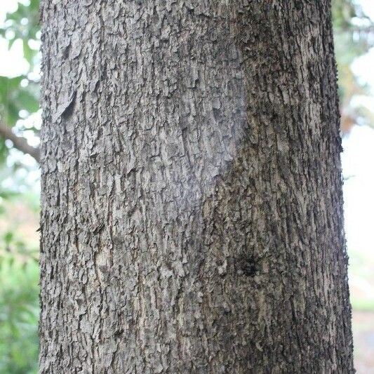 Cordia africana Corteccia