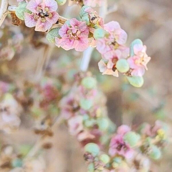 Salsola drummondii फल