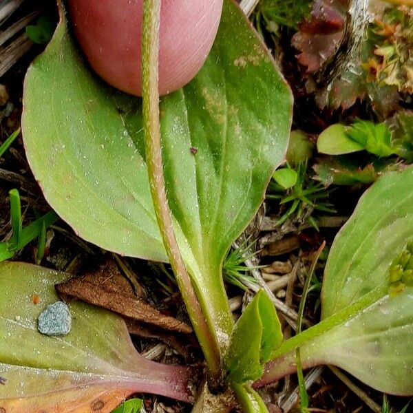 Plantago major 樹皮